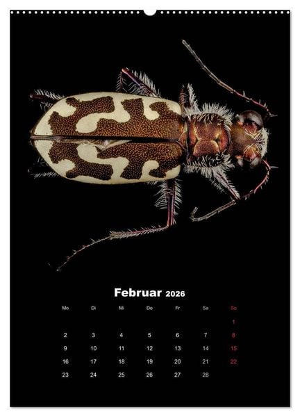 Produktbild: Schillernde Insektenwelt (Wandkalender 2026 DIN A2 hoch), CALVENDO Monatskalender