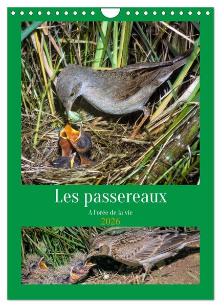 Produktbild: Les passereaux &agrave; l'or&eacute;e de la vie (Calendrier mural 2026 DIN A4 horizontal), CALVENDO calendrier mensuel