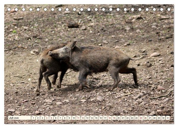 Produktbild: Wildschweine - Tiere aus unseren W&auml;ldern (Tischkalender 2026 DIN A5 quer), CALVENDO Monatskalender