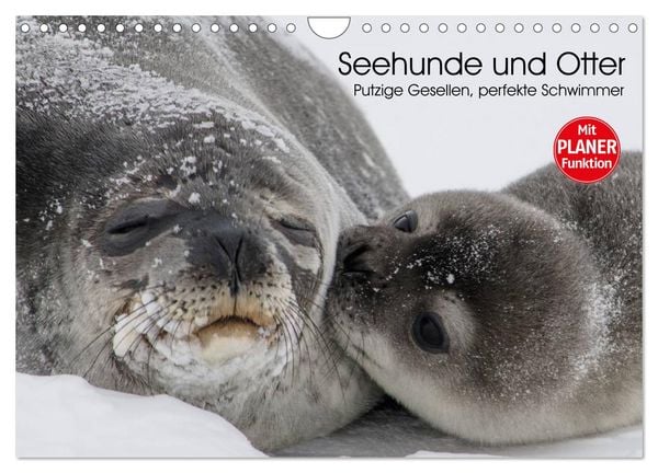 Produktbild: Seehunde und Otter. Putzige Gesellen, perfekte Schwimmer (Wandkalender 2026 DIN A4 quer), CALVENDO Monatskalender
