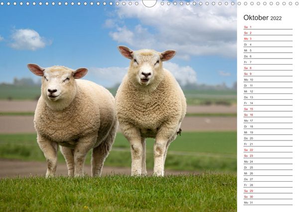 Produktbild: Deichschafe (Wandkalender 2022 DIN A3 quer)