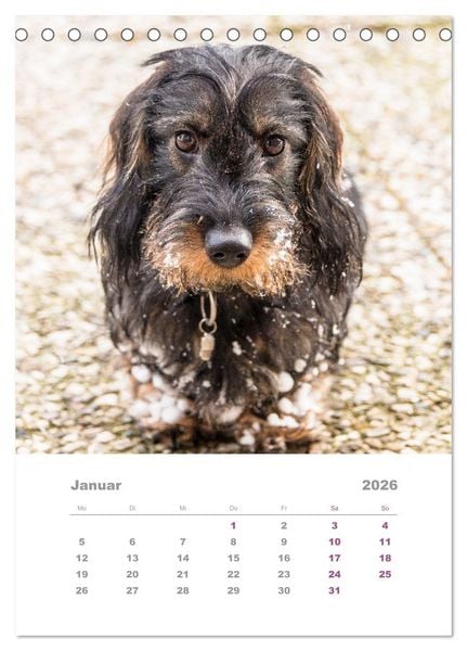 Produktbild: Dackel(augen)blicke (Tischkalender 2026 DIN A5 hoch), CALVENDO Monatskalender