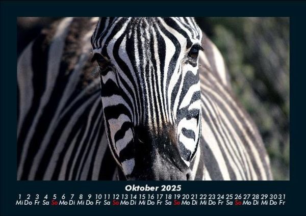 Produktbild: Zebrazauber 2025 Fotokalender DIN A5