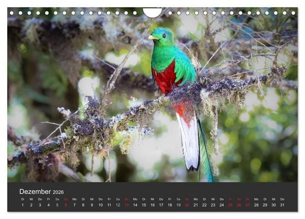 Produktbild: Costa Rica 2026 Exotische Vogelwelt (Wandkalender 2026 DIN A4 quer), CALVENDO Monatskalender