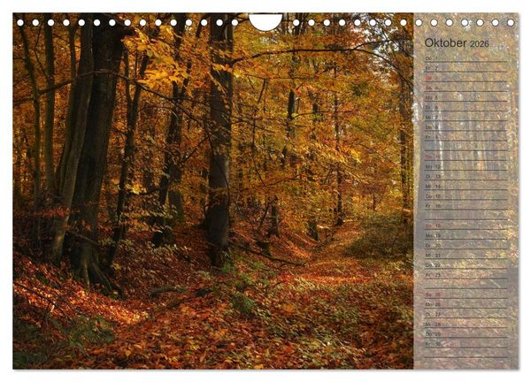 Produktbild: Unser Wald - Magische Sichten in norddeutsche W&auml;lder / Geburtstagskalender (Wandkalender 2026 DIN A4 quer), CALVENDO Monatskalender