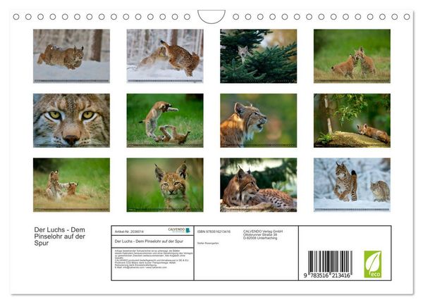 Produktbild: Der Luchs - Dem Pinselohr auf der Spur (Wandkalender 2026 DIN A4 quer), CALVENDO Monatskalender