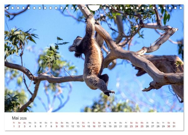 Produktbild: Knuffige Koalab&auml;ren (Wandkalender 2026 DIN A4 quer), CALVENDO Monatskalender