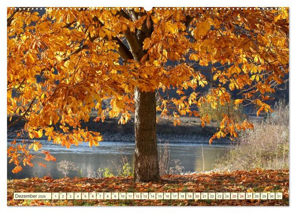 Produktbild: B&auml;ume, der Atem der Natur (Wandkalender 2026 DIN A2 quer), CALVENDO Monatskalender