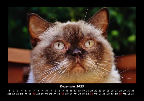 Produktbild: F&uuml;r Katzenfreunde 2025 Fotokalender DIN A3