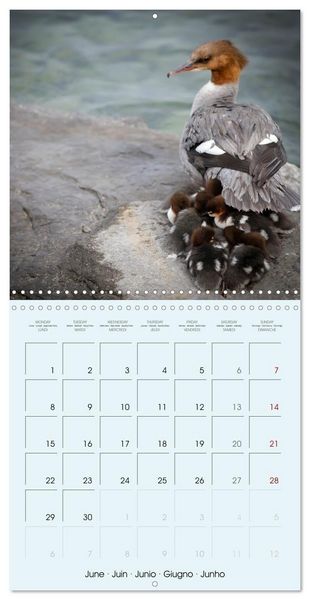 Produktbild: Les oiseaux du lac L&eacute;man (Calendrier mural carr&eacute; 2026 30x30 cm) Calendrier double avec une page pour vos prises de notes