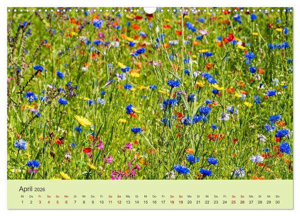 Produktbild: Wilde Blumen - ein Spaziergang durch die Natur (Wandkalender 2026 DIN A3 quer), CALVENDO Monatskalender