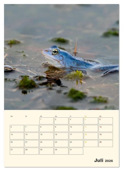 Produktbild: Moorfrosch Geheimnisse &ndash; Farben, Flirts & Froschkonzerte - Tanja Riedel (Wandkalender 2026 DIN A4 hoch), CALVENDO Monatskalender