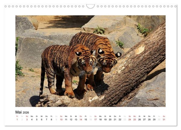 Produktbild: Tiger 2026 (Wandkalender 2026 DIN A3 quer), CALVENDO Monatskalender