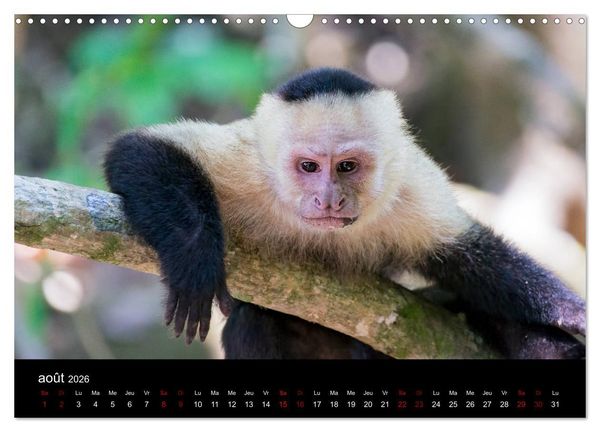 Produktbild: Costa Rica Paradis de la Biodiversit&eacute; (Calendrier mural 2026 DIN A3 vertical), CALVENDO calendrier mensuel