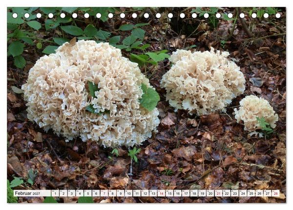 Produktbild: Pilze - tolle Funde (Tischkalender 2027 DIN A5 quer), CALVENDO Monatskalender
