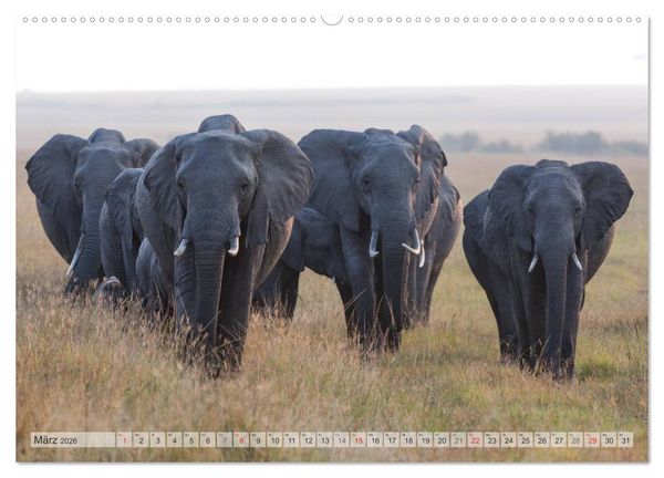 Produktbild: Emotionale Momente: Afrikas Big Five (Wandkalender 2026 DIN A2 quer), CALVENDO Monatskalender
