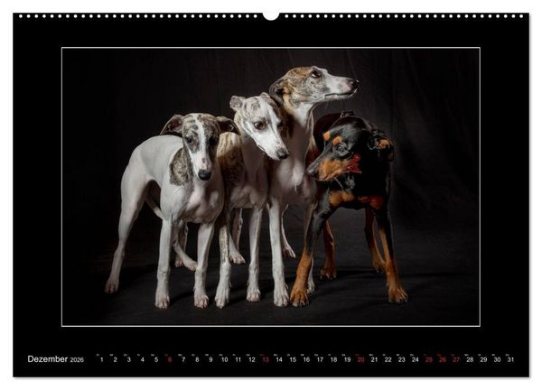 Produktbild: Windhunde - Schnelle Sch&ouml;nheiten (Wandkalender 2026 DIN A2 quer), CALVENDO Monatskalender
