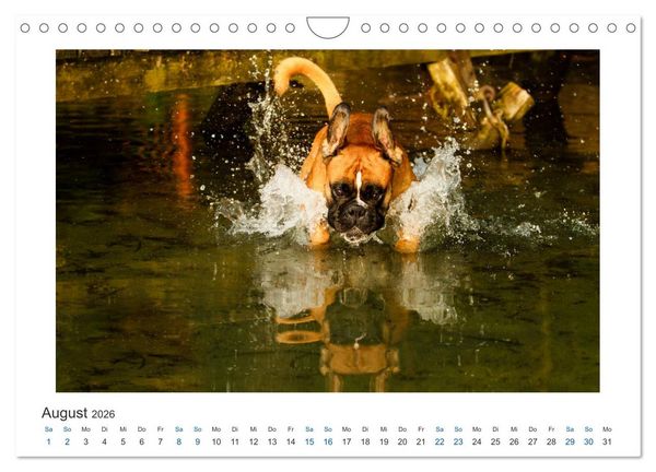 Produktbild: Deutscher Boxer - Boxer im Wasser 2026 (Wandkalender 2026 DIN A4 quer), CALVENDO Monatskalender