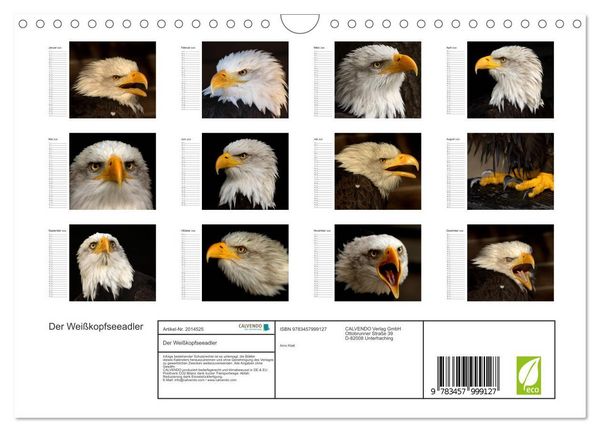 Produktbild: Der Wei&szlig;kopfseeadler (Wandkalender 2026 DIN A4 quer), CALVENDO Monatskalender