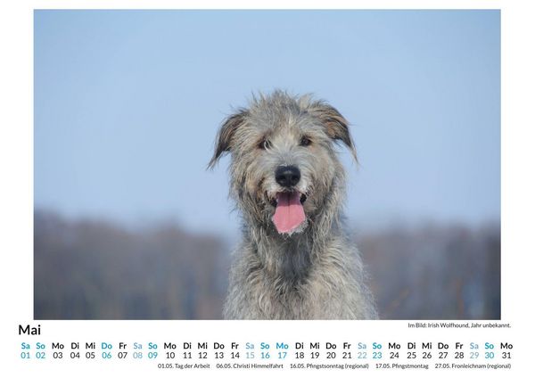 Produktbild: Irischer Wolfshund