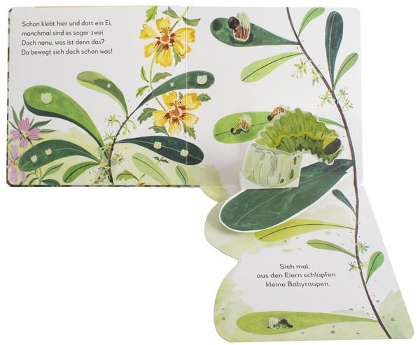 Produktbild: Mein Pop-up-Buch zum Staunen. Wo kommst du her, kleiner Schmetterling?