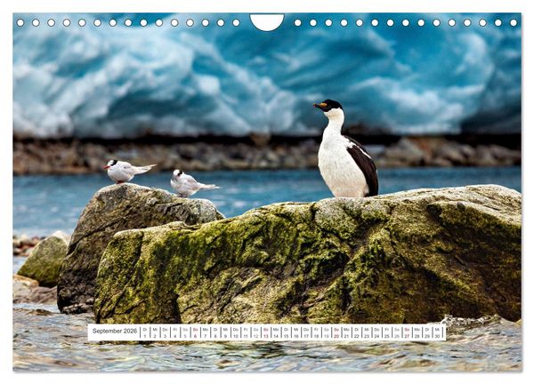 Produktbild: Expedition Antarktis (Wandkalender 2026 DIN A4 quer), CALVENDO Monatskalender
