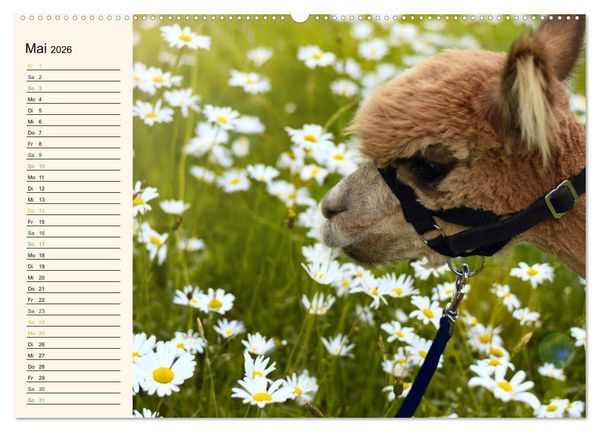 Produktbild: Alpakas im Blumenzauber (hochwertiger Premium Wandkalender 2026 DIN A2 quer), Kunstdruck in Hochglanz