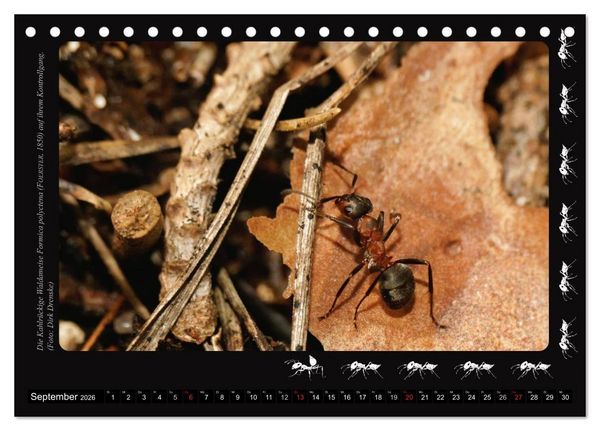 Produktbild: AntsNature - Faszination Ameisen (Tischkalender 2026 DIN A5 quer), CALVENDO Monatskalender