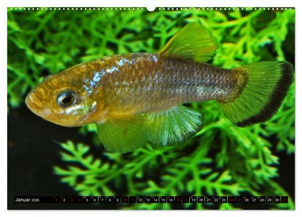 Produktbild: Outdoor-Aquaristik (hochwertiger Premium Wandkalender 2026 DIN A2 quer), Kunstdruck in Hochglanz