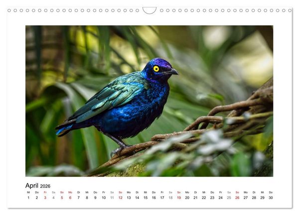 Produktbild: Zauberhaft und farbenfroh (Wandkalender 2026 DIN A3 quer), CALVENDO Monatskalender