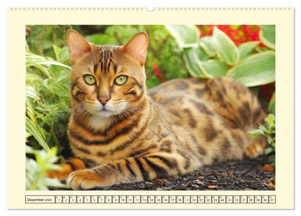 Produktbild: Bengalkatzen. Der elegante Mini-Leopard im Garten (hochwertiger Premium Wandkalender 2026 DIN A2 quer), Kunstdruck in Hochglanz