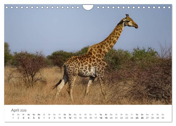 Produktbild: Afrika - Tiere im Kr&uuml;ger Nationalpark (Wandkalender 2026 DIN A4 quer), CALVENDO Monatskalender