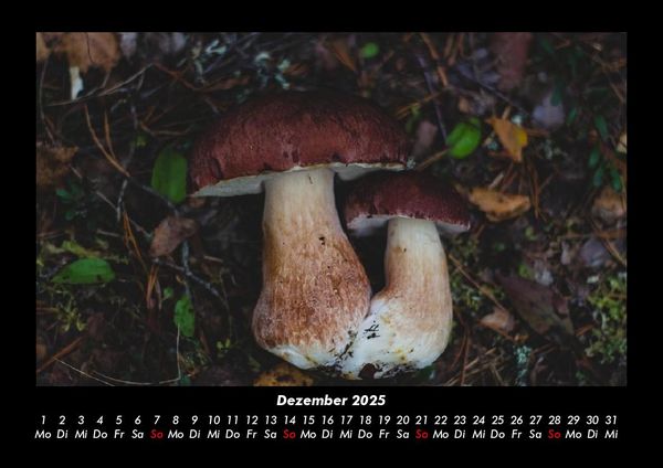 Produktbild: Pilzkalender 2025 Fotokalender DIN A3