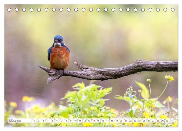 Produktbild: Der blaue Diamant - Fotos vom Eisvogel (Tischkalender 2026 DIN A5 quer), CALVENDO Monatskalender