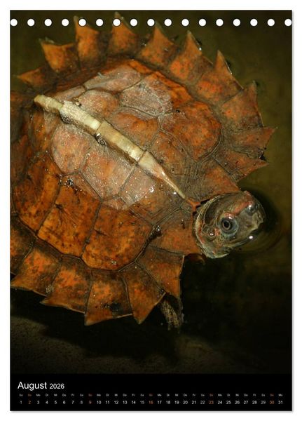 Produktbild: Auge in Auge mit coolen Typen - REPTILIEN (Tischkalender 2026 DIN A5 hoch), CALVENDO Monatskalender