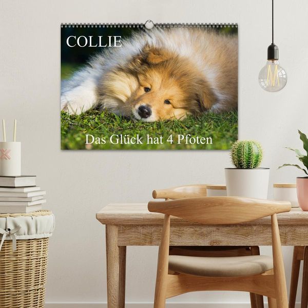 Produktbild: Collie - Das Gl&uuml;ck hat 4 Pfoten (Wandkalender 2026 DIN A3 quer), CALVENDO Monatskalender