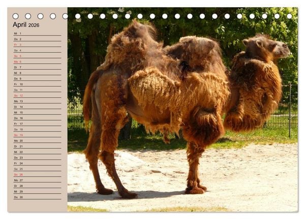 Produktbild: Kamele. Dromedar und Trampeltier (Tischkalender 2026 DIN A5 quer), CALVENDO Monatskalender