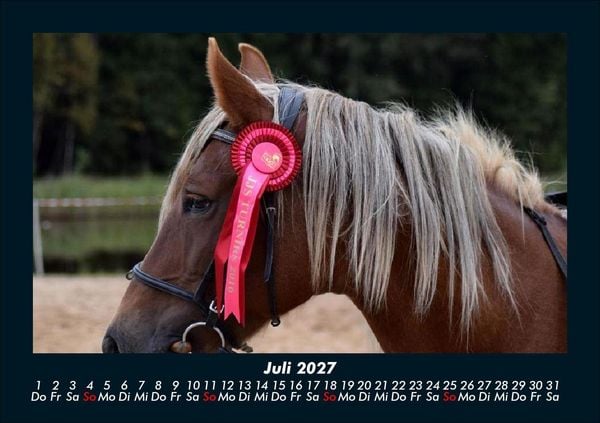 Produktbild: Pferde Kalender 2027 Fotokalender DIN A5