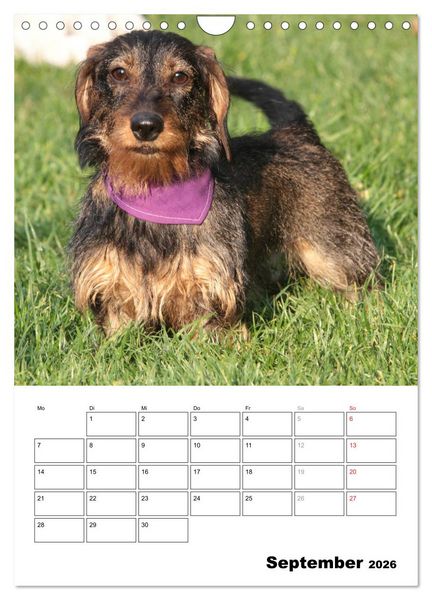 Produktbild: Geliebte Rabauken - Rauhaardackel (Wandkalender 2026 DIN A4 hoch), CALVENDO Monatskalender