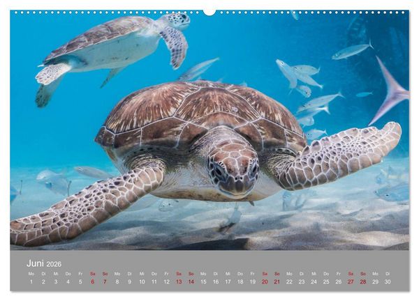Produktbild: Karibische Meeresschildkr&ouml;ten (hochwertiger Premium Wandkalender 2026 DIN A2 quer), Kunstdruck in Hochglanz