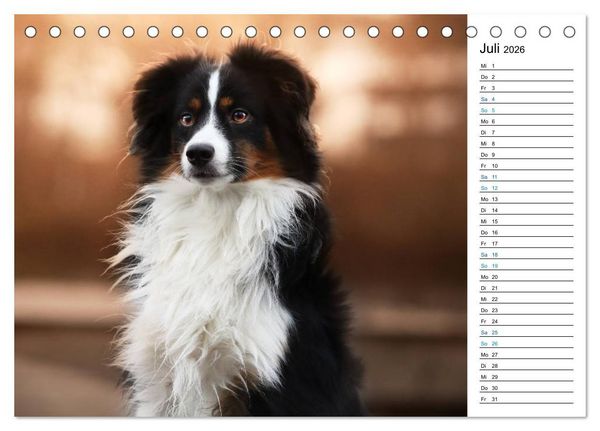 Produktbild: Australian Shepherd Tri Color (Tischkalender 2026 DIN A5 quer), CALVENDO Monatskalender