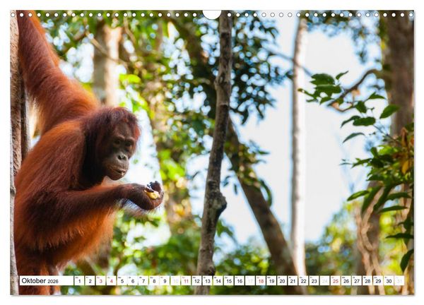 Produktbild: Orang Utans von Borneo Tierkalender 2026 (Wandkalender 2026 DIN A3 quer), CALVENDO Monatskalender