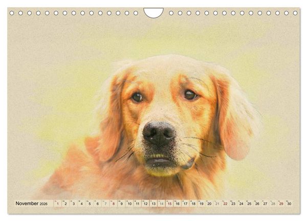 Produktbild: Golden Retriever 2026 (Wandkalender 2026 DIN A4 quer), CALVENDO Monatskalender