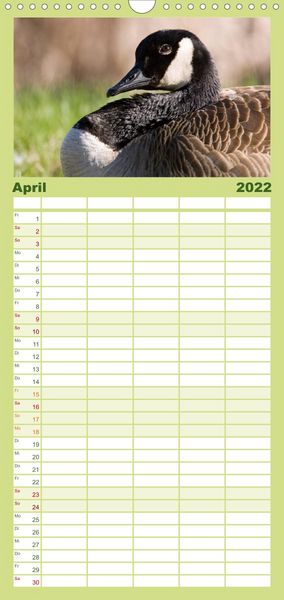 Produktbild: KANADA-GANS - Der 'hupende' Vogel - Familienplaner hoch (Wandkalender 2022 , 21 cm x 45 cm, hoch)