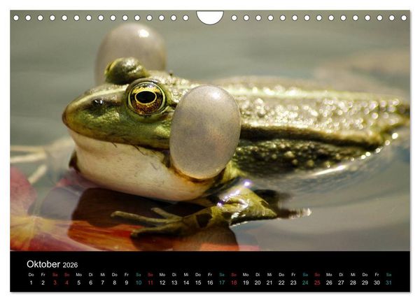 Produktbild: FROSCHBUCH (Wandkalender 2026 DIN A4 quer), CALVENDO Monatskalender
