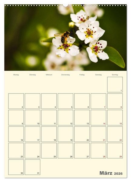 Produktbild: Bienen im Naturgarten (Wandkalender 2026 DIN A2 hoch), CALVENDO Monatskalender