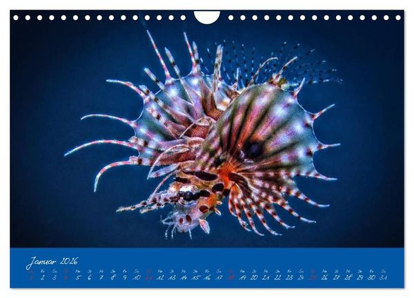 Produktbild: Meer sehen - Abenteuer Tauchen (Wandkalender 2026 DIN A4 quer), CALVENDO Monatskalender