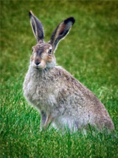 CALVENDO Puzzle Niedliche Hasen 1000 Teile Lege-Größe 480 x 640 cm Foto-Puzzle Bild von Peter Roder