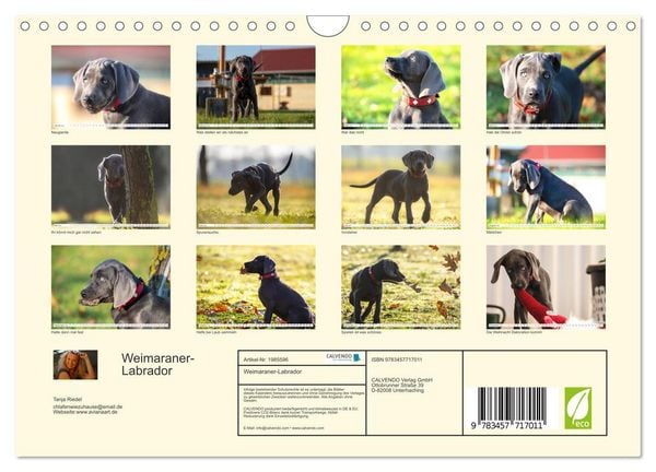 Produktbild: Weimaraner-Labrador (Wandkalender 2026 DIN A4 quer), CALVENDO Monatskalender