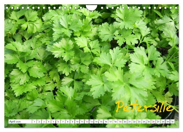 Produktbild: Kr&auml;uter - Gesund, h&uuml;bsch und lecker (Wandkalender 2026 DIN A4 quer), CALVENDO Monatskalender